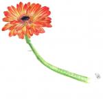 �����ޥ���ԡ��ޥå������ȥ֥��ǥ���