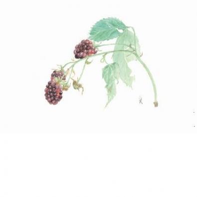 �֥�å��٥꡼���������Ҥ���κ��ʤǤ�