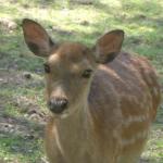 9����������μ���